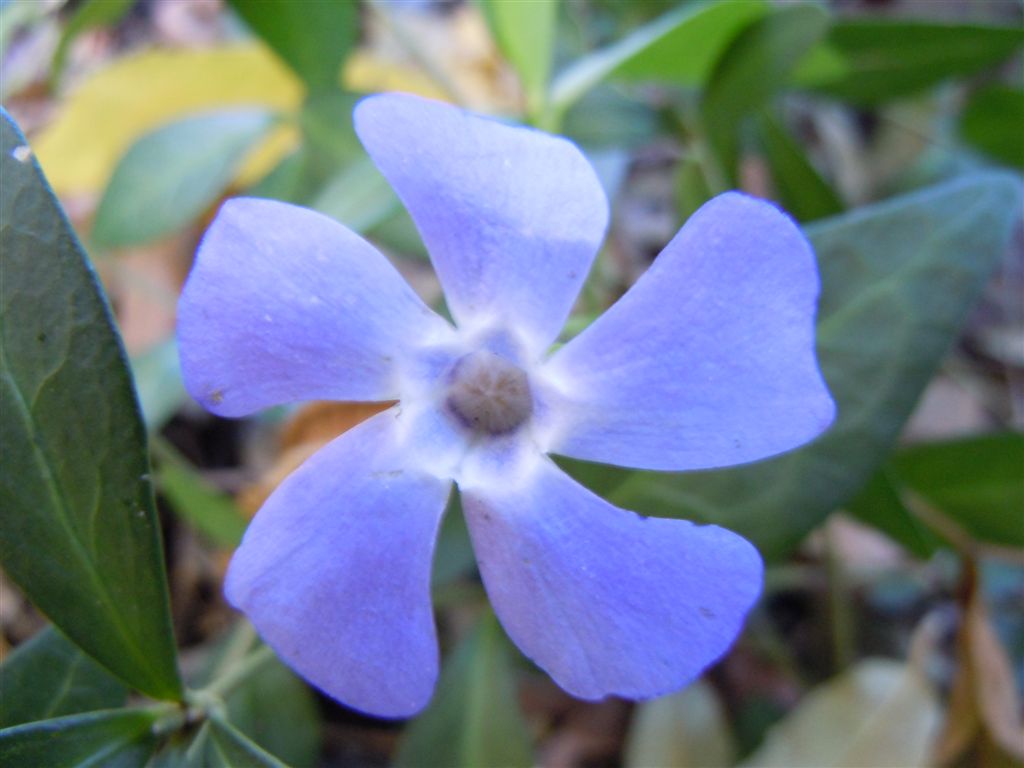 Fiori blu-violacei - Vinca minor L.